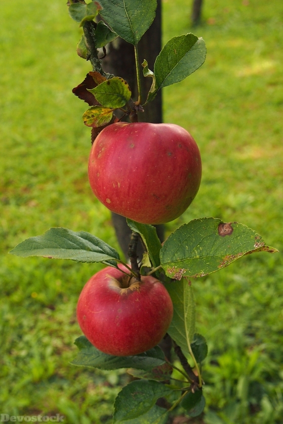 Devostock Apple Apple Tree Branch 0