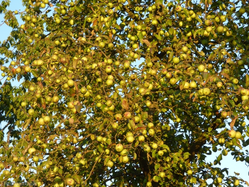 Devostock Apple Apple Tree Branch 1