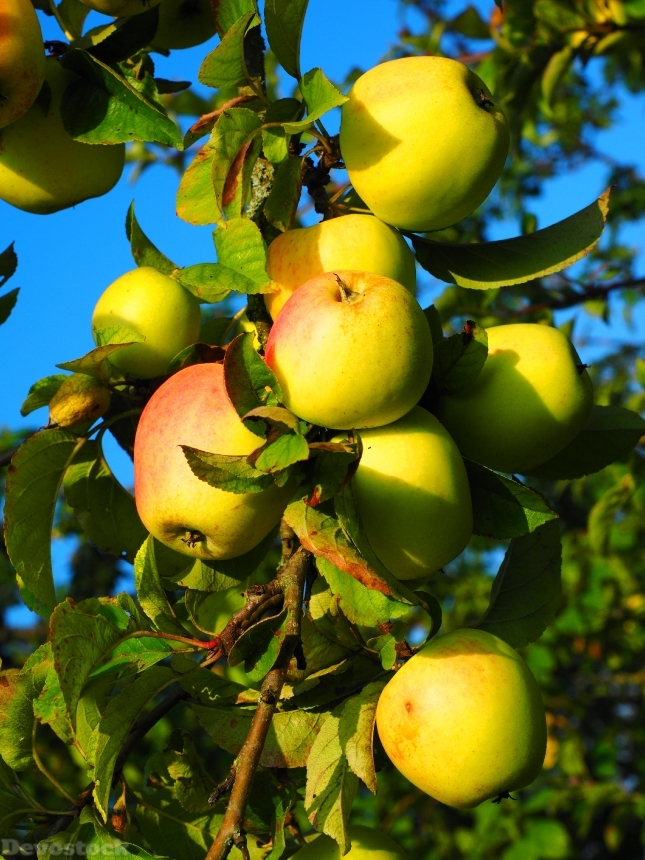 Devostock Apple Apple Tree Fruit 15