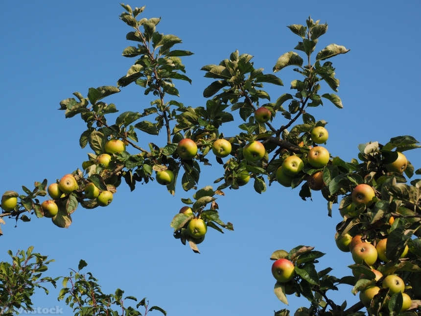 Devostock Apple Apple Tree Fruit 18