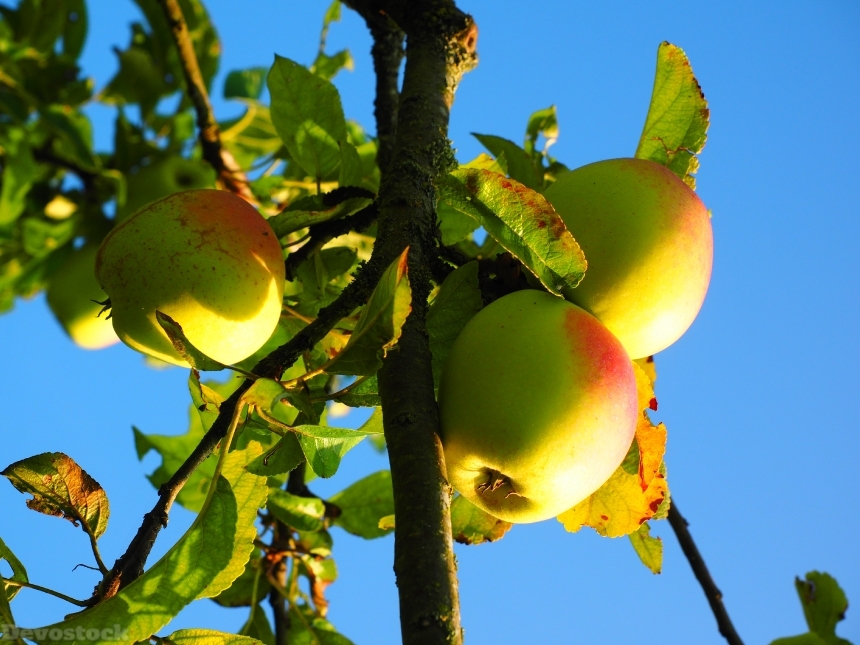 Devostock Apple Apple Tree Fruit 28