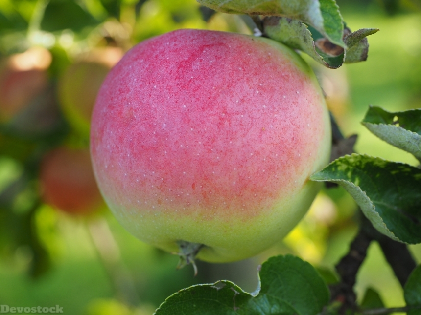 Devostock Apple Apple Tree Fruit 30