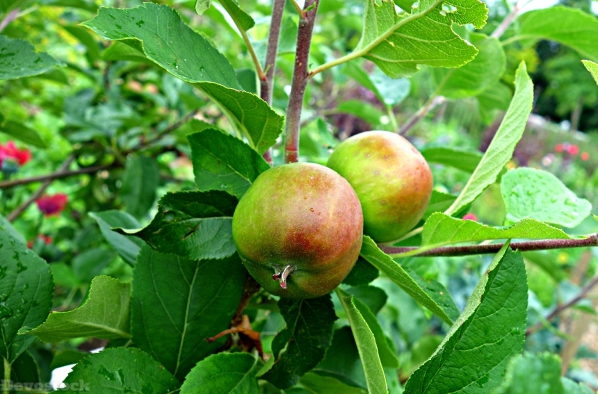 Devostock Apple Apple Tree Fruit 52