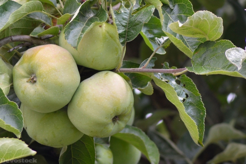 Devostock Apple Apple Tree Fruit 54