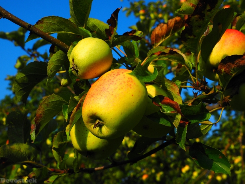 Devostock Apple Apple Tree Fruit 8