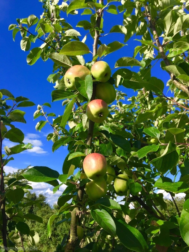 Devostock Apple Apple Tree Nature 1