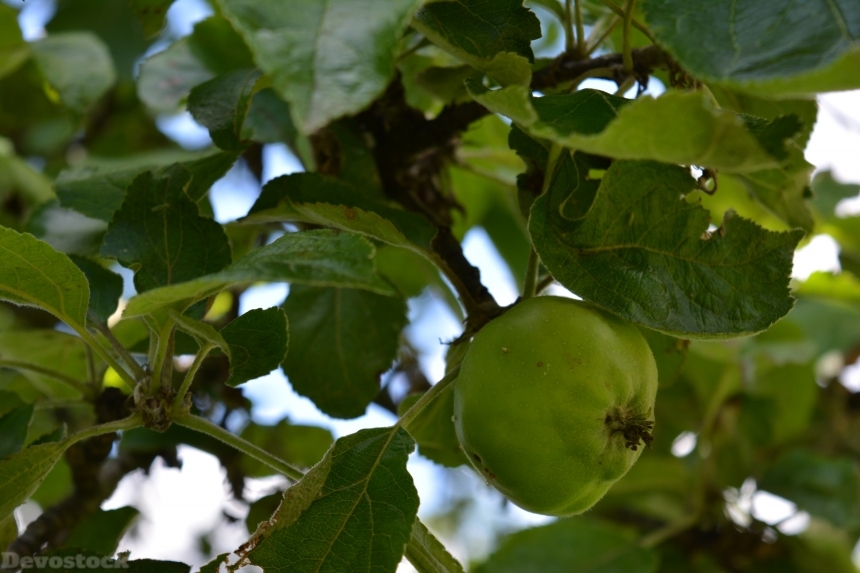 Devostock Apple Apple Tree Nature