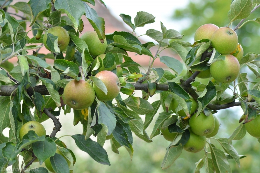 Devostock Apple Apple Tree Road