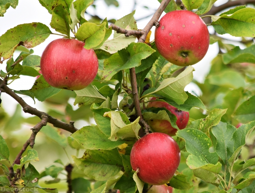 Devostock Apple Apples Fruit Tree