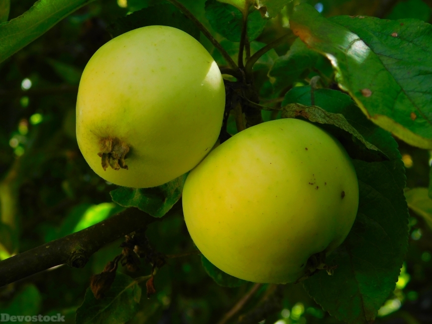 Devostock Apple Apples On Tree