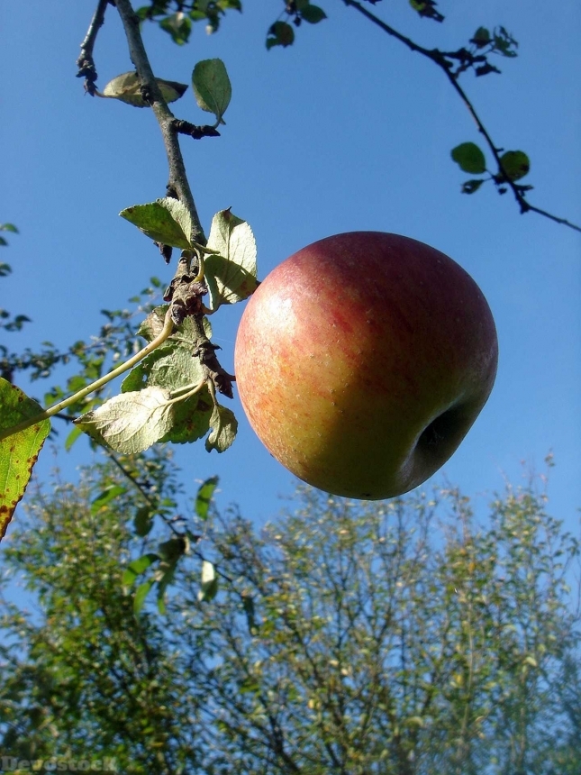 Devostock Apple Autumn Tree Fruits