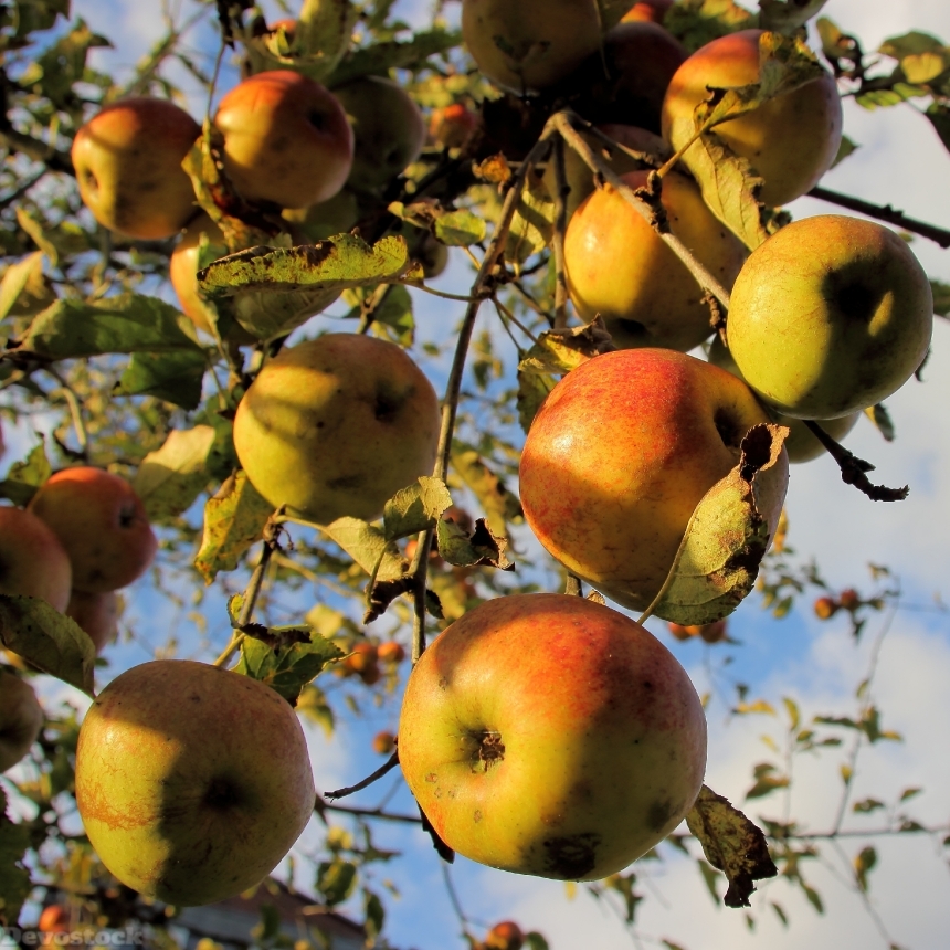 Devostock Apple Bio Harvest Mature 0