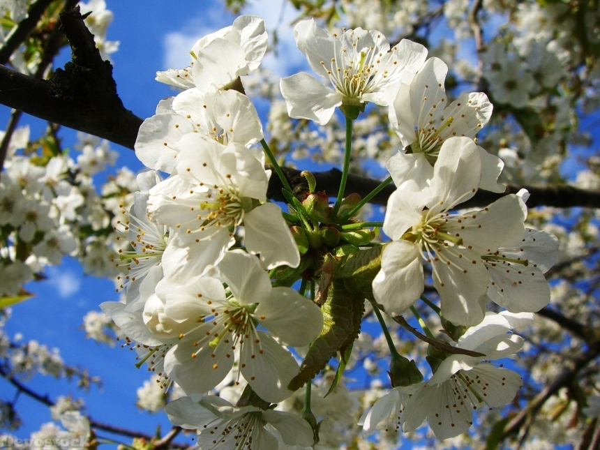 Devostock Apple Blossom Bloom Tree 2