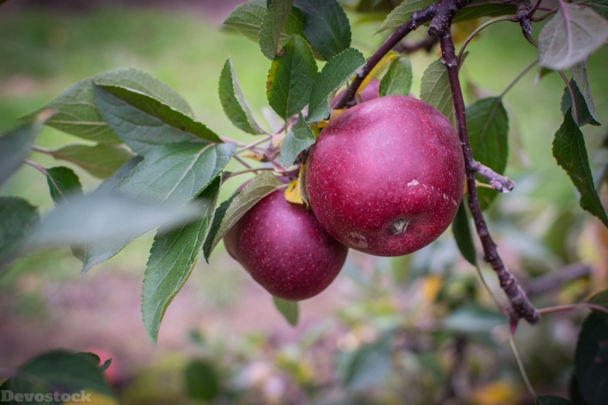 Devostock Apple Farm Pick Fruit 0