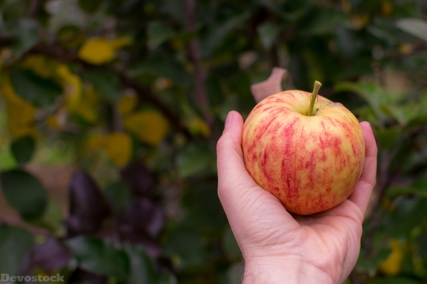 Devostock Apple Farm Pick Fruit 2