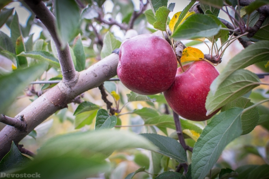 Devostock Apple Farm Pick Fruit
