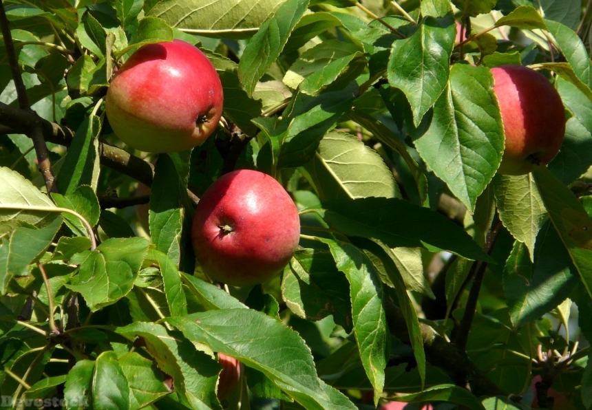 Devostock Apple Fruit Apple Tree 5