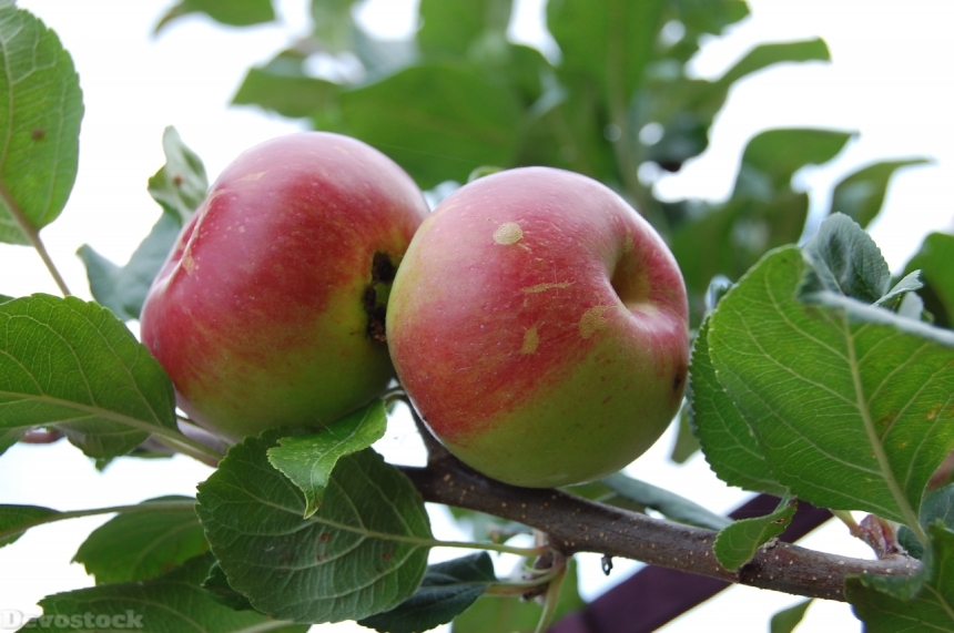 Devostock Apple Fruit Apple Tree 9