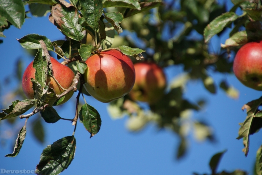 Devostock Apple Fruit Autumn Delicious
