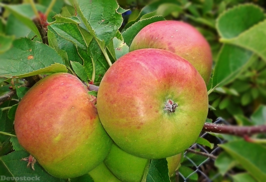Devostock Apple Fruit Food Fruits