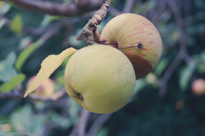 Devostock Apple Fruit Fruits Tree