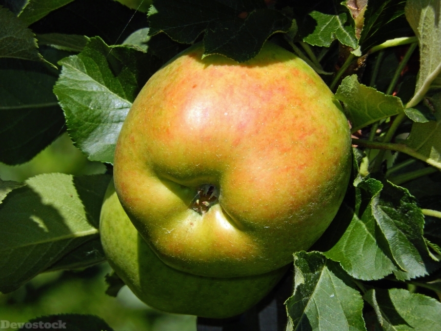 Devostock Apple Fruit Healthy Vitamins
