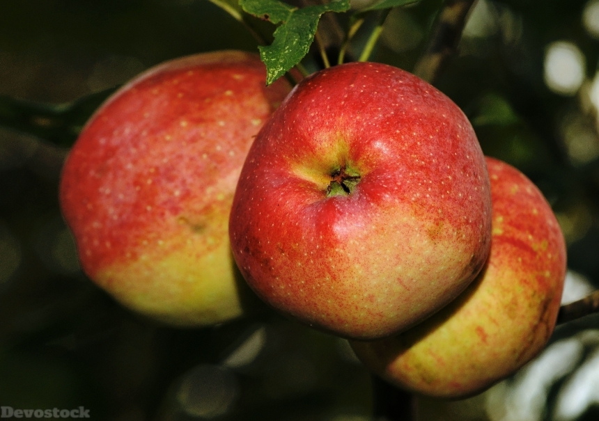 Devostock Apple Fruit Red Vitamins 1