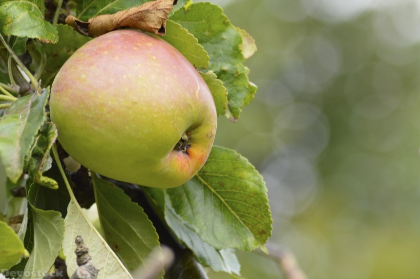 Devostock Apple Fruit Summer Garden