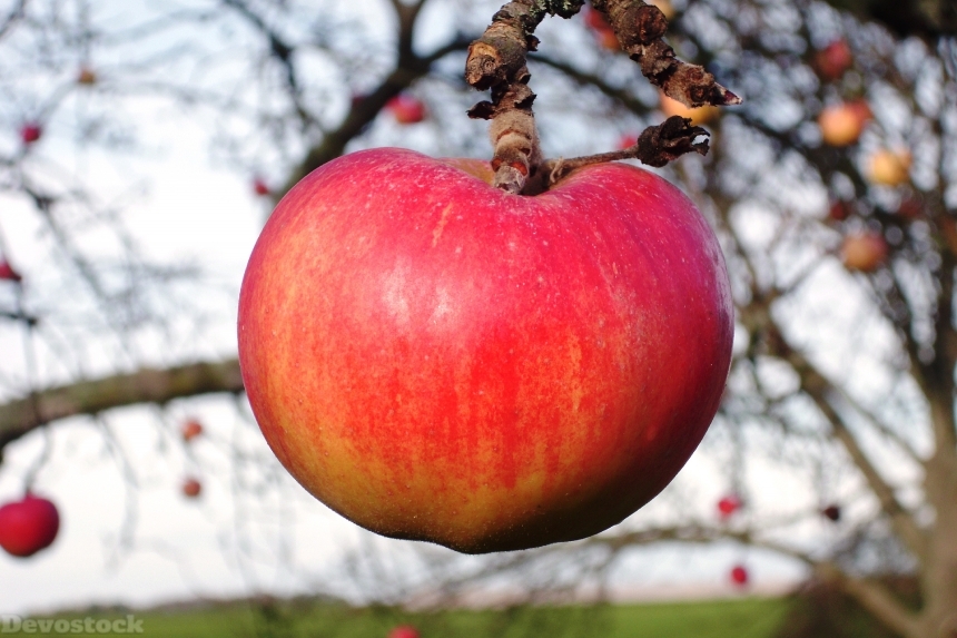 Devostock Apple Fruit Tree Apple 0