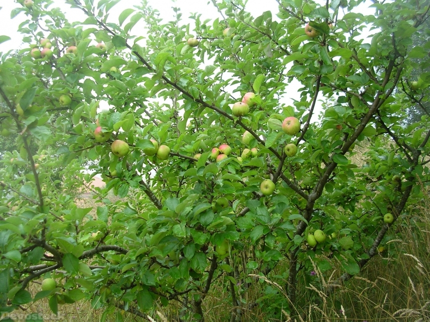 Devostock Apple Fruit Tree Nature 1