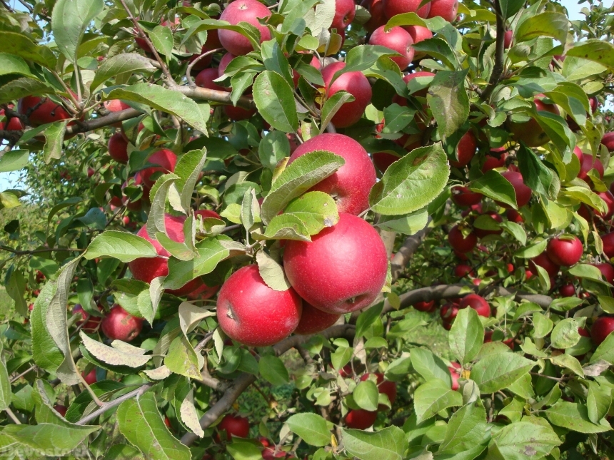 Devostock Apple Garden Fruit 312893