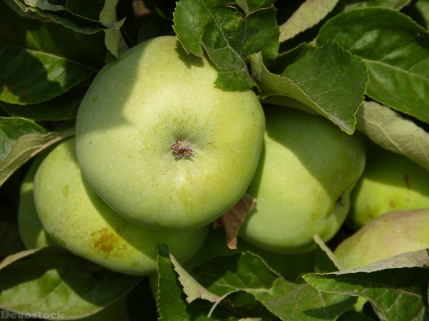 Devostock Apple Green Apple Tree