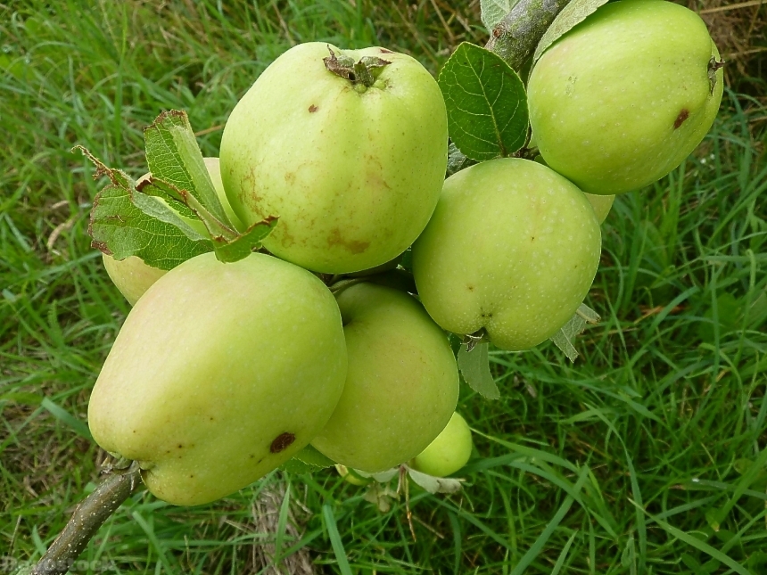 Devostock Apple Green Fruit Healthy