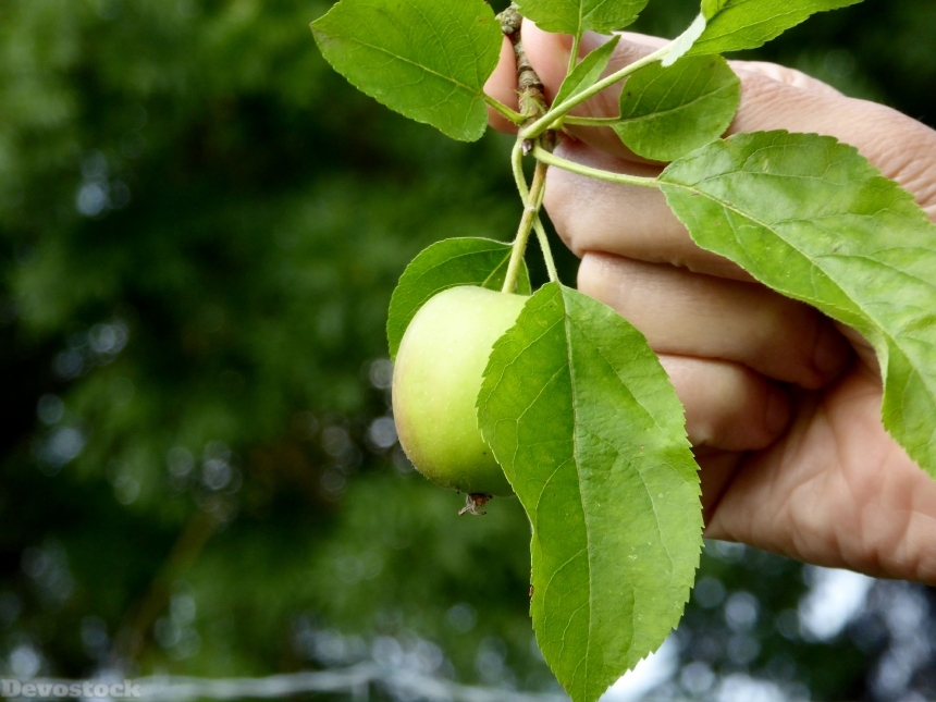 Devostock Apple Hand Leaves Vitamins