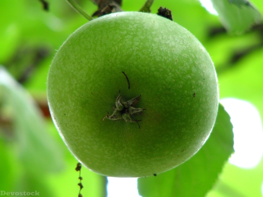 Devostock Apple Immature Green Fruit 0