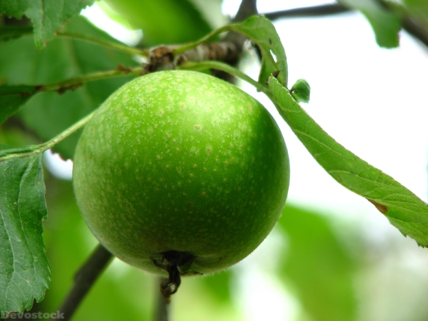 Devostock Apple Immature Green Fruit