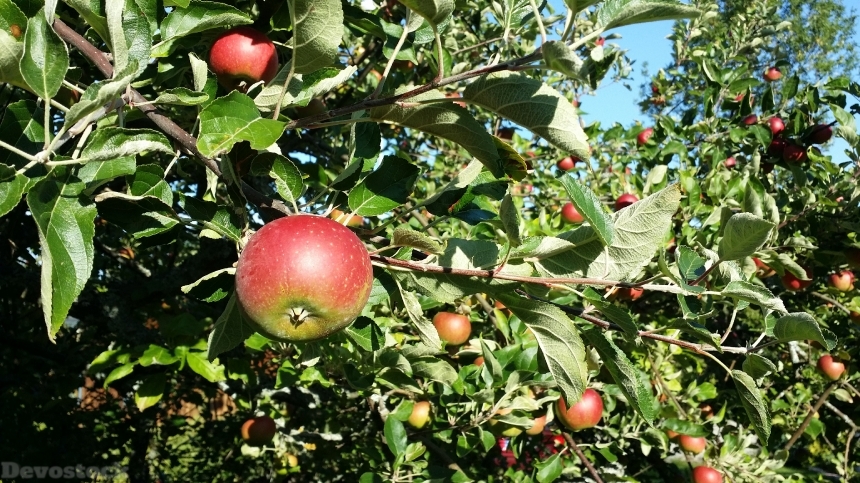 Devostock Apple Leaf Fruit Branches