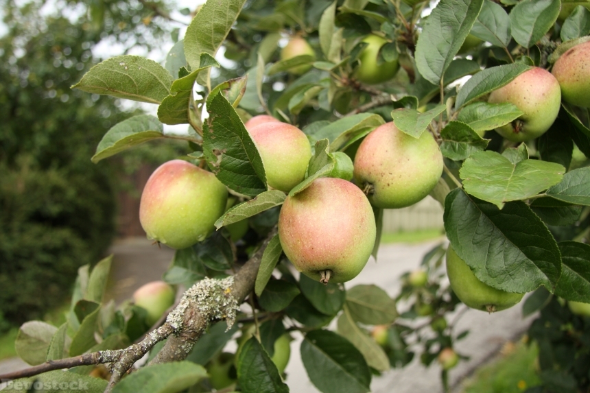 Devostock Apple Leaf Fruit Vitamins