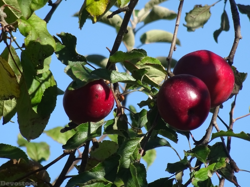 Devostock Apple Leaves Apple Tree