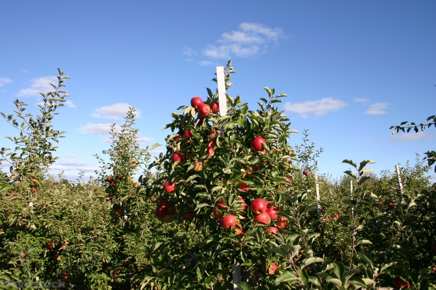 Devostock Apple Orchard Apple Tree
