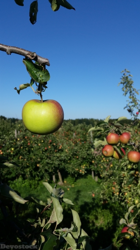 Devostock Apple Orchard Fruit Tree