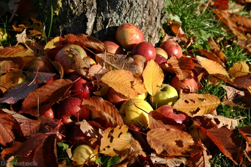 Devostock Apple Orchard Windfall Autumn