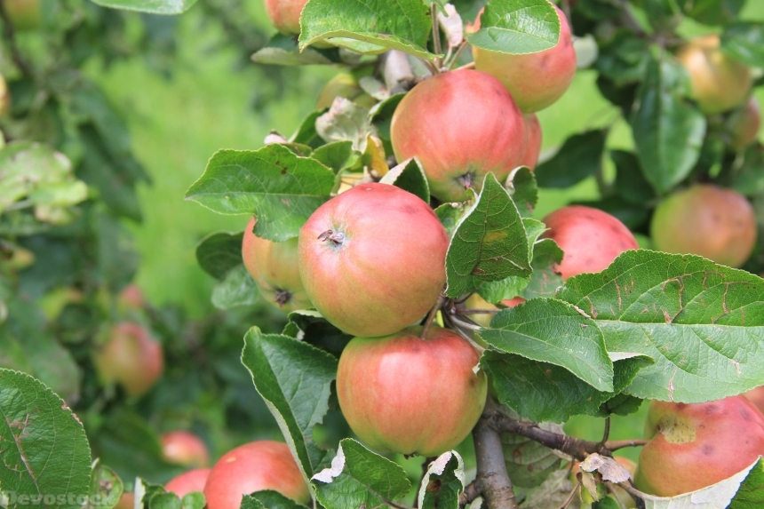 Devostock Apple Red Apple Tree 3