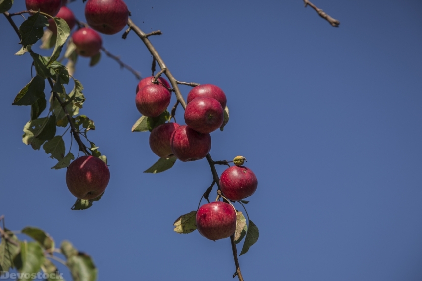 Devostock Apple Red Autumn Fruit