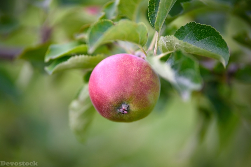 Devostock Apple Sad Garden Fruit