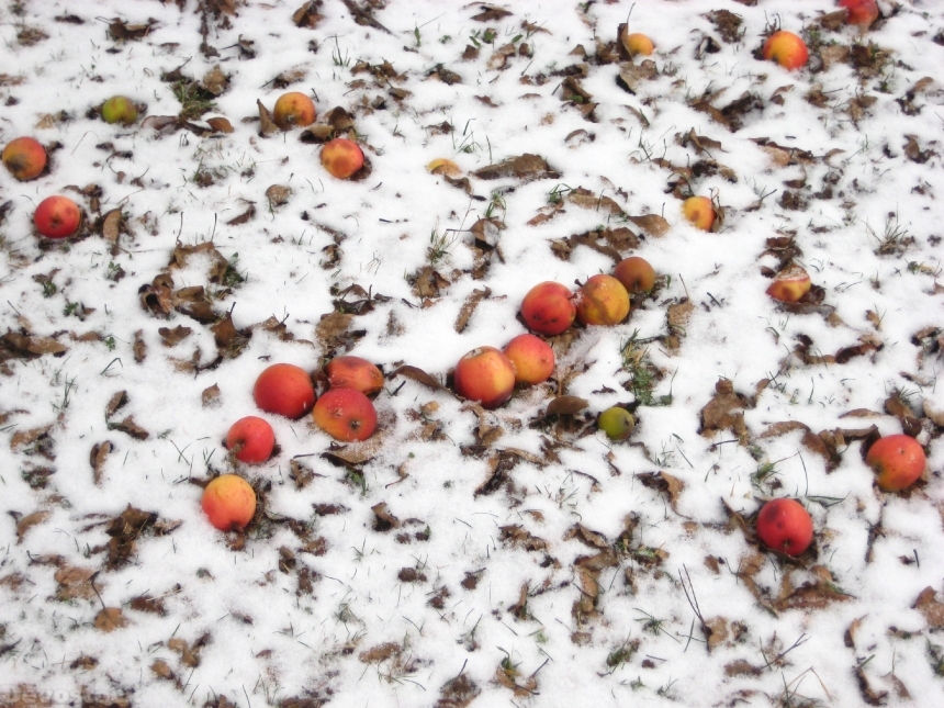 Devostock Apple Snow Winter Fruit