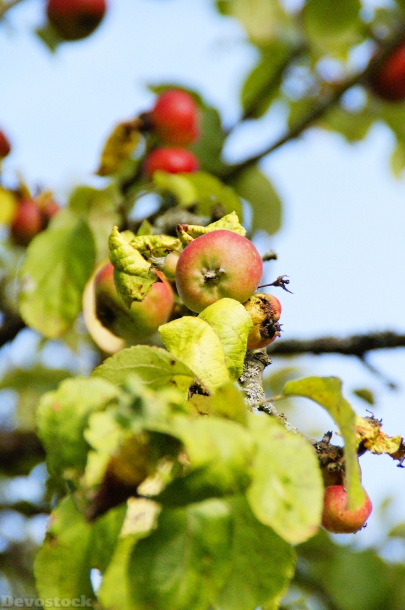 Devostock Apple Tree Apple Autumn