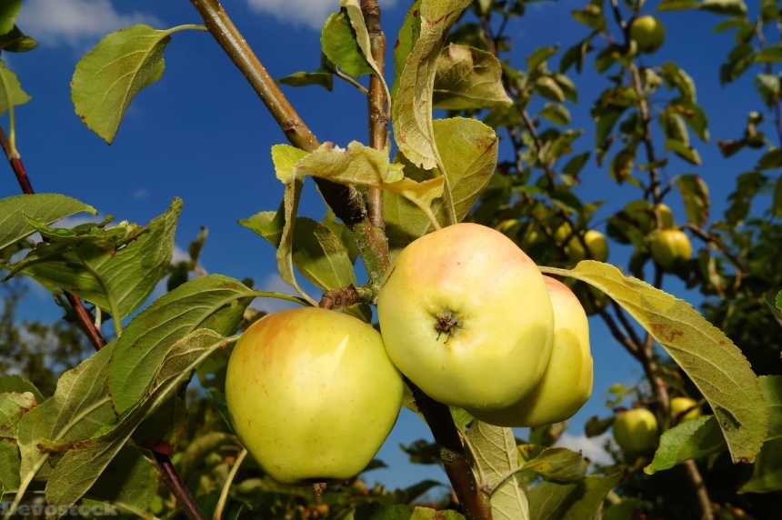 Devostock Apple Tree Apple Fruit 0