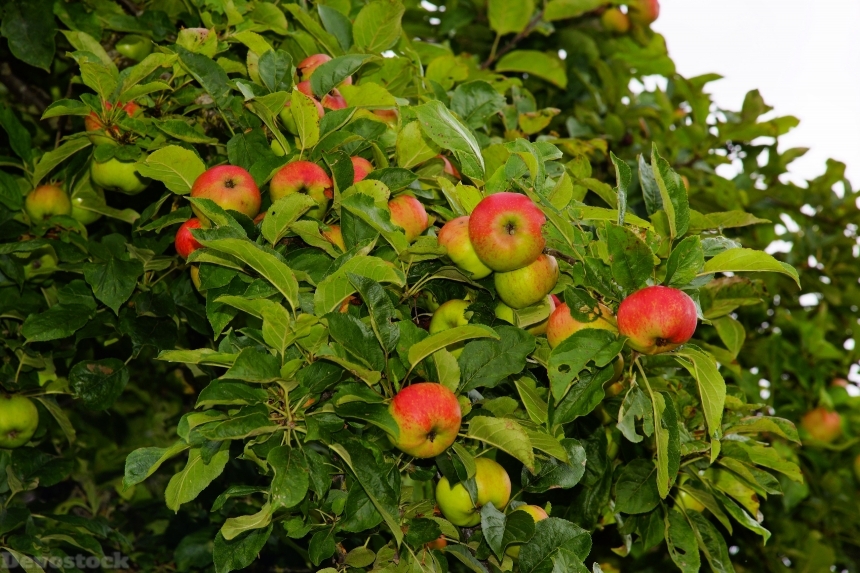 Devostock Apple Tree Apple Fruit 9