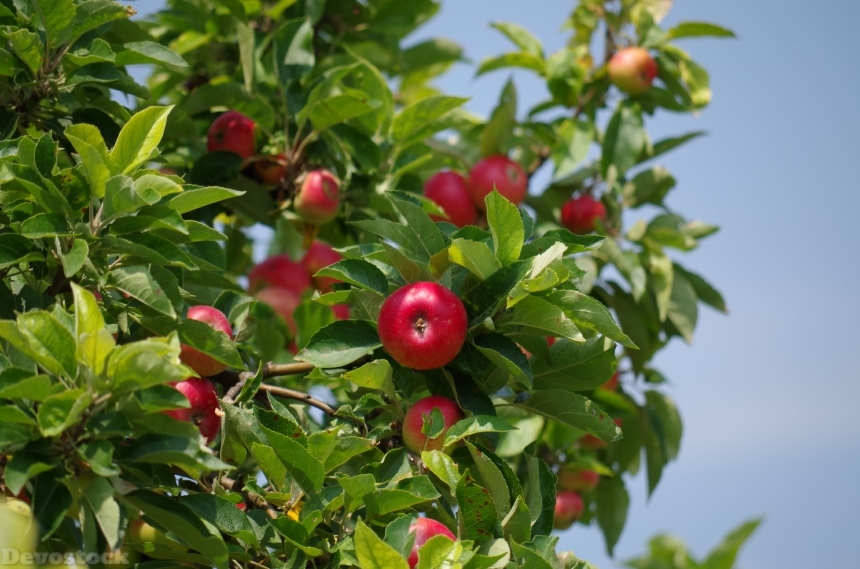 Devostock Apple Tree Apples Fruit 0